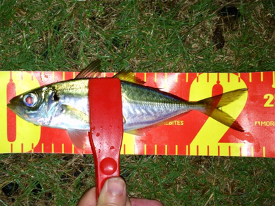 アジンガー1841〜2036