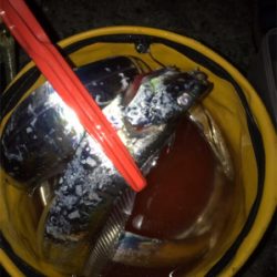 型は良くなってきたけど、あたりが渋いな〜