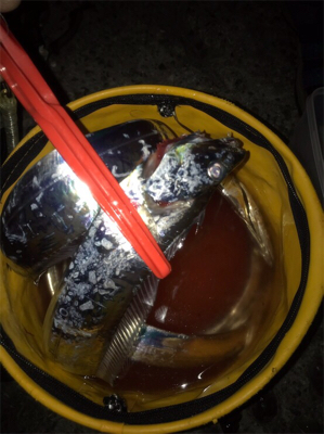 型は良くなってきたけど、あたりが渋いな〜