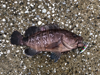 スローショアジギング