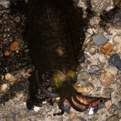 イカも人も少ない