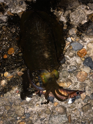 イカも人も少ない