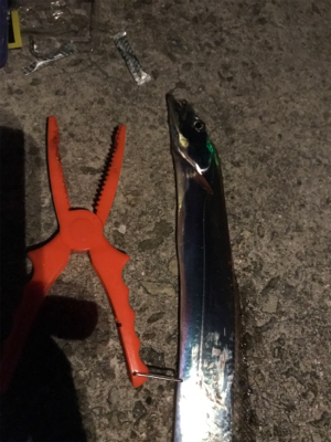 久しぶりタチウオ