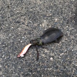 まだまだ、小さい！