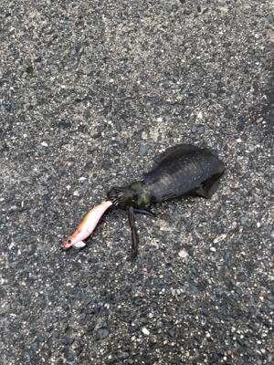 まだまだ、小さい！