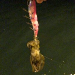 秋イカエギング