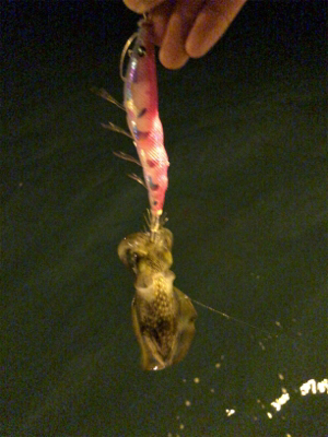 秋イカエギング