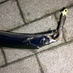 数釣りには最適