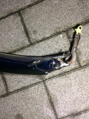 数釣りには最適