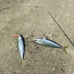 ジグでサバ2,3,4