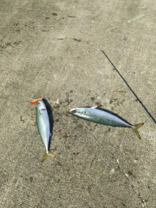 ジグでサバ2,3,4