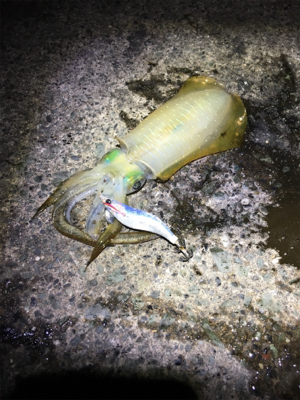 アジが釣れない