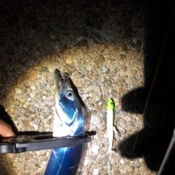 タチタチサゴニー