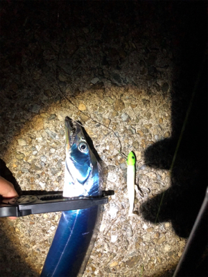 タチタチサゴニー