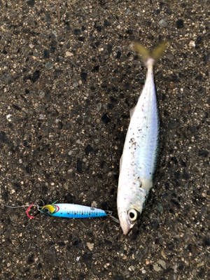 ショアジギング