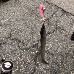 タチウオぼちぼち