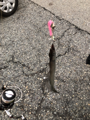 タチウオぼちぼち