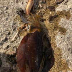 日本海爆風デイエギング