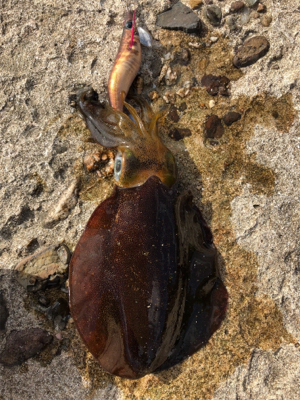 日本海爆風デイエギング
