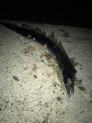 シーバスのはずが(T . T)