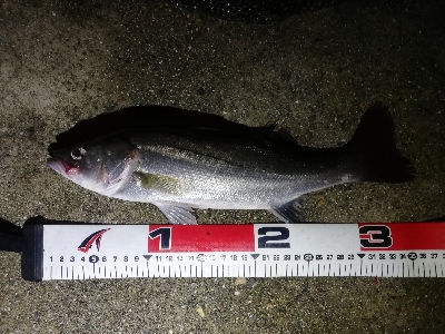 セイゴフィーバー