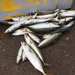 本日はサバ祭り