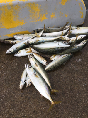 本日はサバ祭り