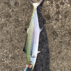 爆風の中、サゴシとサバ