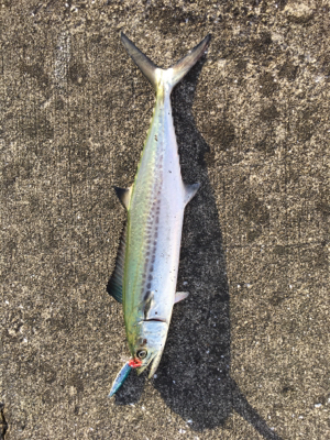 爆風の中、サゴシとサバ