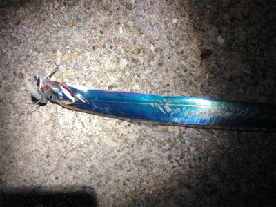 太刀魚とサゴシ