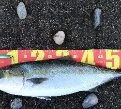 早朝ショアジギ