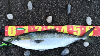 早朝ショアジギ