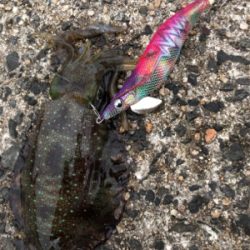 秋イカエギング