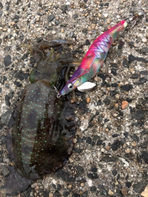 秋イカエギング