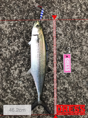 メタルジグでサゴシ！