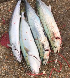 テトラの1番上から落ちた(☆^ｰﾟ)ｖワロスｗｗｗｗ