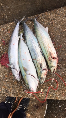 テトラの1番上から落ちた(☆^ｰﾟ)ｖワロスｗｗｗｗ