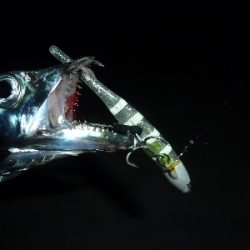 ヤッパリ太刀魚