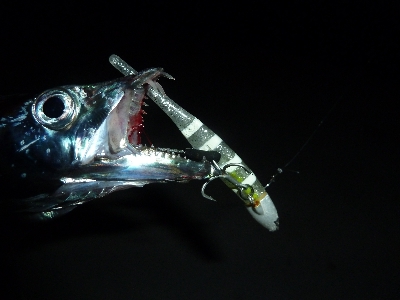 ヤッパリ太刀魚