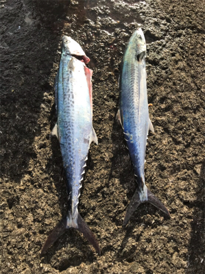 サゴシorサワラ？