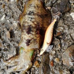 エギンガーばっかり