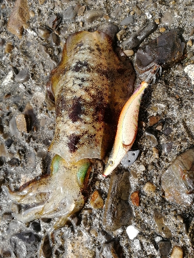 エギンガーばっかり