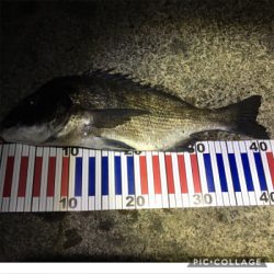 サビキでチヌ？