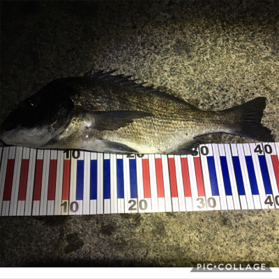 サビキでチヌ？