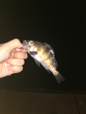 早めのメバリング