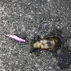 小さい秋小さいアオリ見つけた。