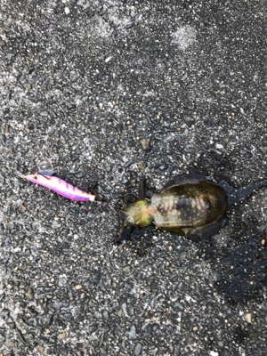 小さい秋小さいアオリ見つけた。