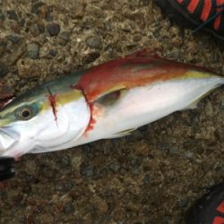 ようやく神戸ハマチ！