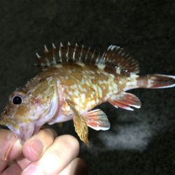 豊島アジング撃沈