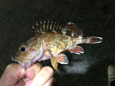 豊島アジング撃沈